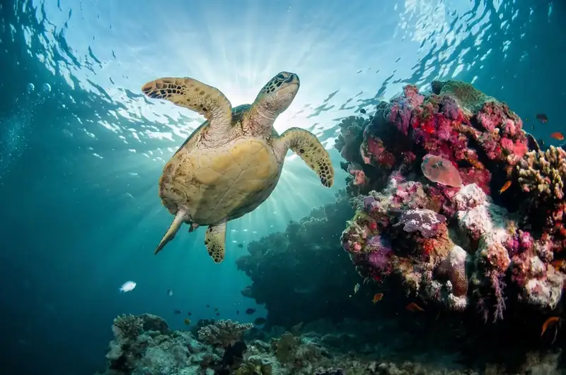 Divers observing coral reefs at Sipadan Island Anyu Pool Villa Resort
